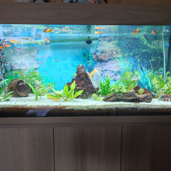 aquariophile Gregory51