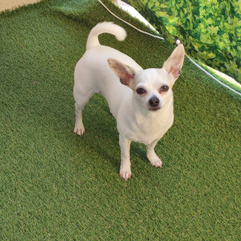 aquariophile TisiaMilla