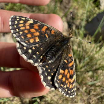 aquariophile poulettic