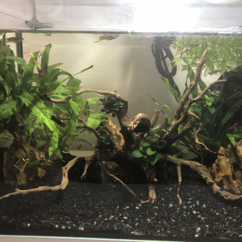 aquariophile Zaza34
