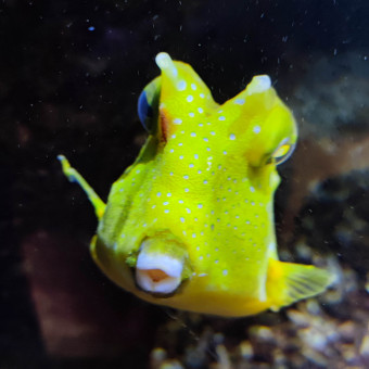 aquariophile GregS27