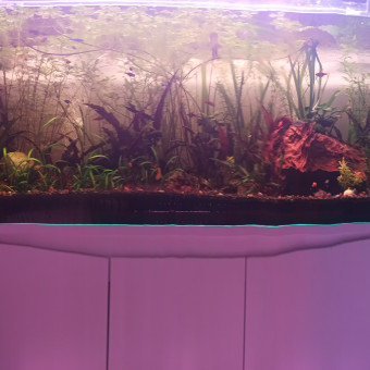 aquariophile Santanaman76