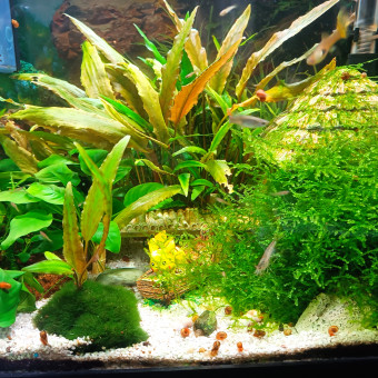 aquariophile aurelie-brosset