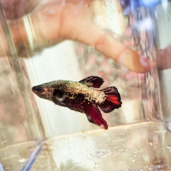 aquariophile Sebriniel