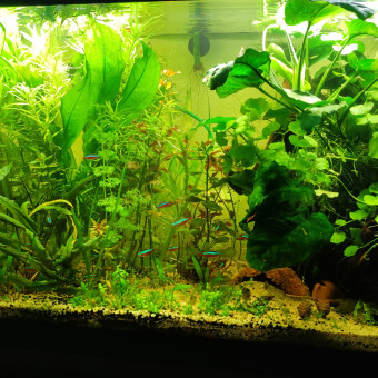 aquariophile Hasan76