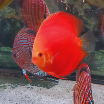aquariophile Feririn
