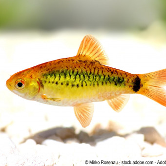 aquariophile Atheris