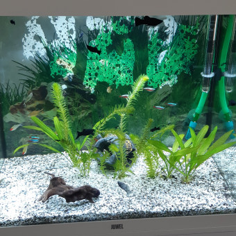aquariophile Candice54