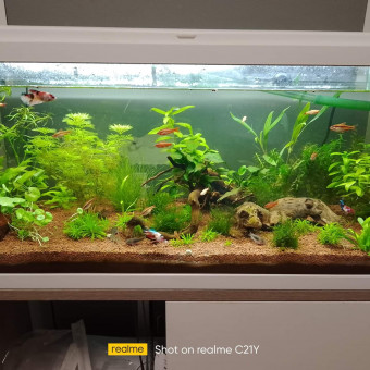 aquariophile Angy80820