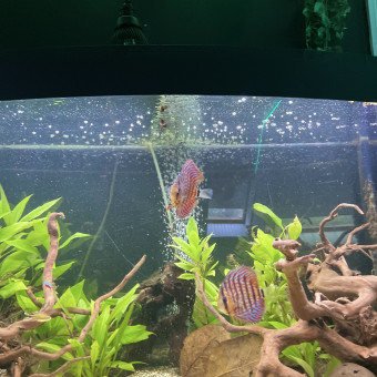 aquariophile remy_703