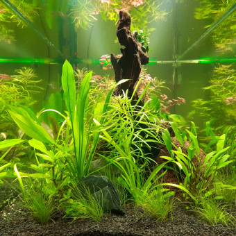 aquariophile amazone76