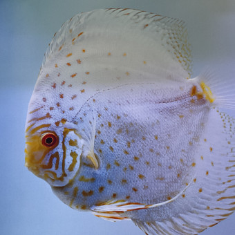 aquariophile Amazing