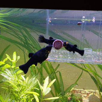 aquariophile Pluche