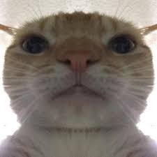 aquariophile helhest