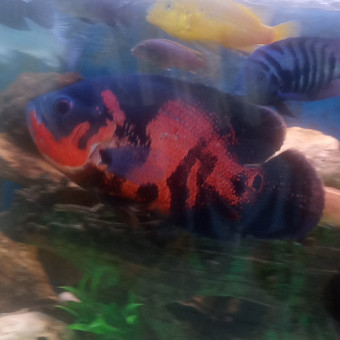 aquariophile Fishman79