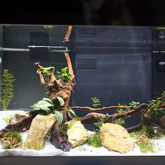 aquariophile Skranix