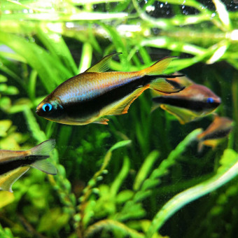 aquariophile Delflabelette