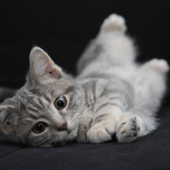 aquariophile sissie63