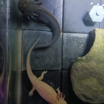 aquariophile Srvxdr