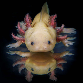 aquariophile Naodomasha