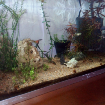 aquariophile Khalil-25