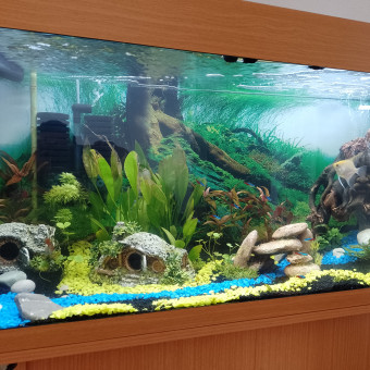 aquariophile Aurelannecy