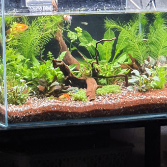aquariophile Zazou02500