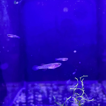 aquariophile Laepeish31