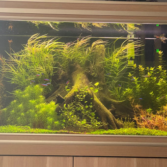 aquariophile shacklles