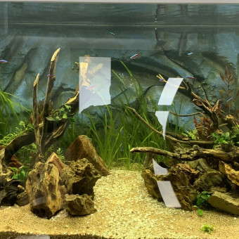 aquariophile 111002Tofx