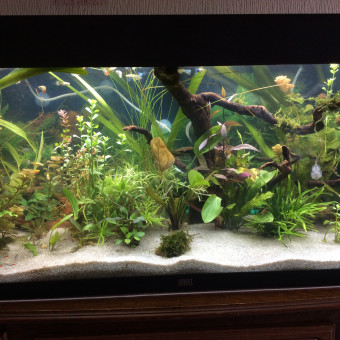 aquariophile Henry-Fernand