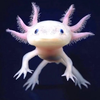 aquariophile Kevlar78410