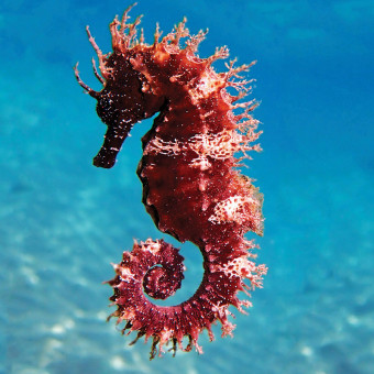 aquariophile hippocampe86