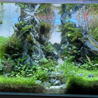 aquariophile Niko65