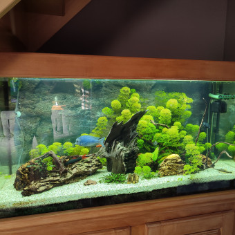 aquariophile Cerbere62