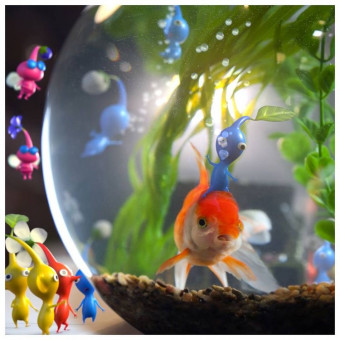 aquariophile Eli.dav