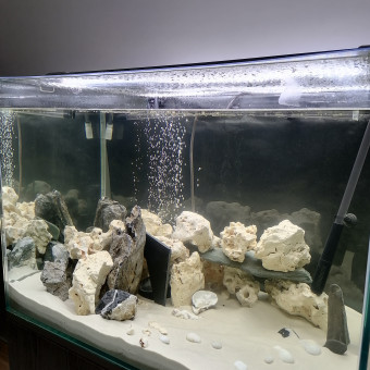 aquariophile Tomi
