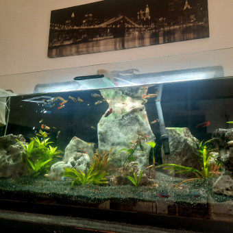 aquariophile mlanie-gaudier