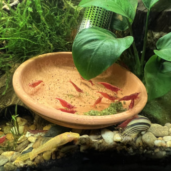 aquariophile Lustucru