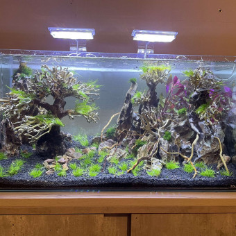 aquariophile Oscar59