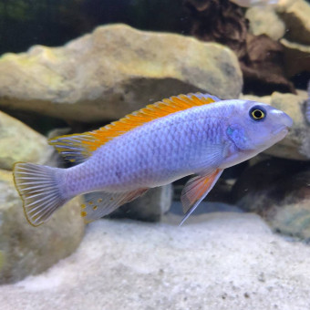 aquariophile Clem9