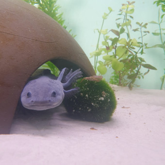 aquariophile vanessa-bgn