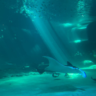 aquariophile Oceane2111