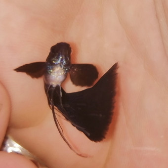 aquariophile Kacem