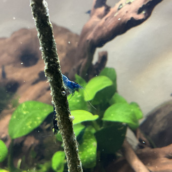 aquariophile Solberg51