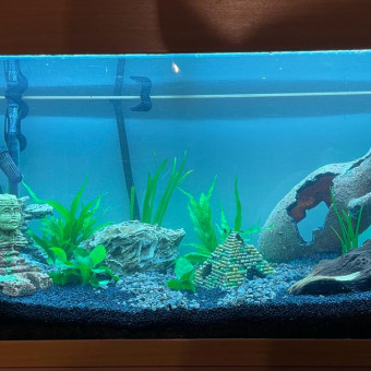 aquariophile Vivian51100