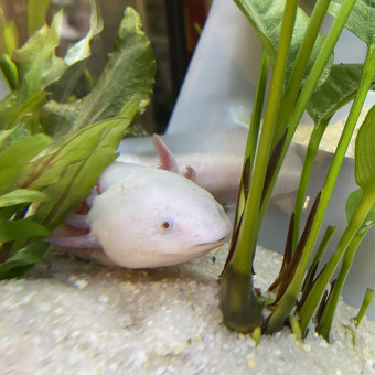 aquariophile malixe