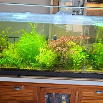 aquariophile Milkael