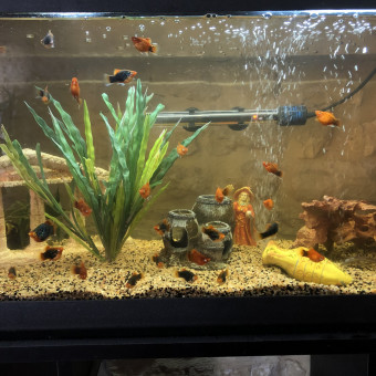 aquariophile JPierre