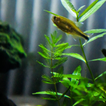 aquariophile Celio